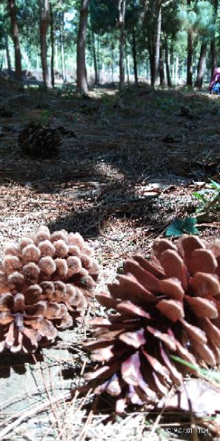 Bunga Pinus Kering Pinecones Rustic Strobilus kering Dried9