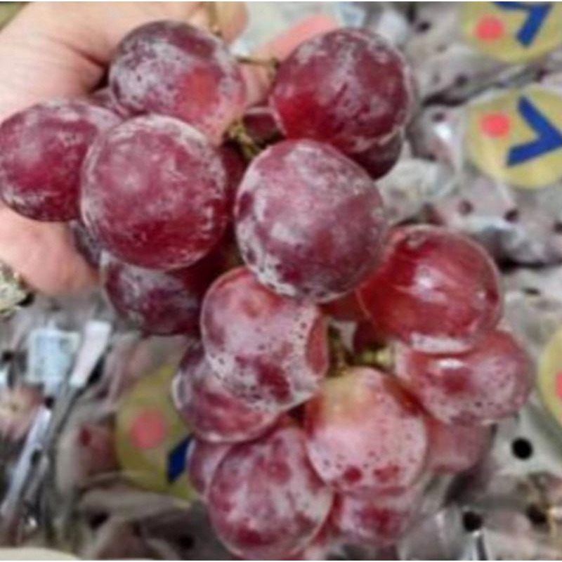 

Anggur Red Globe / 500gram / 1kg