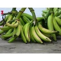 

Pisang Tanduk/Bagja per 1 Kg