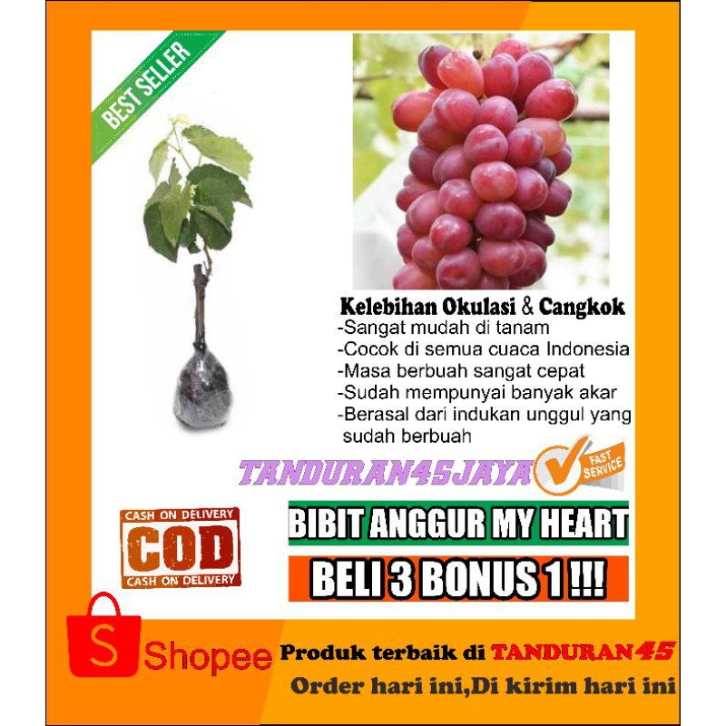 bibit anggur impor my heart/bibit anggur import/bibit anggur