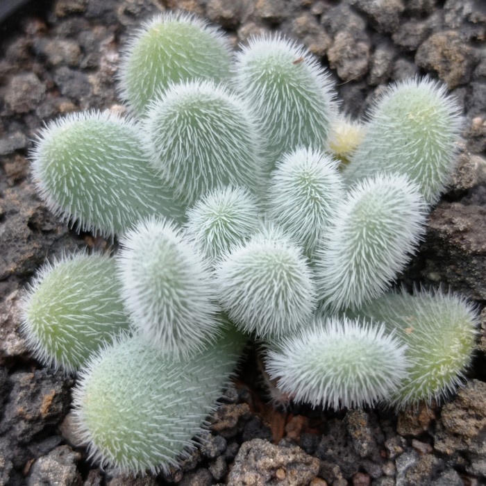 sedum hintonii sukulen