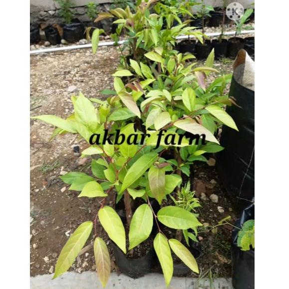 

7.7 FLASH SALE bibit pohon mareme sudah tumbuh akar beli 5 gratis 1 $