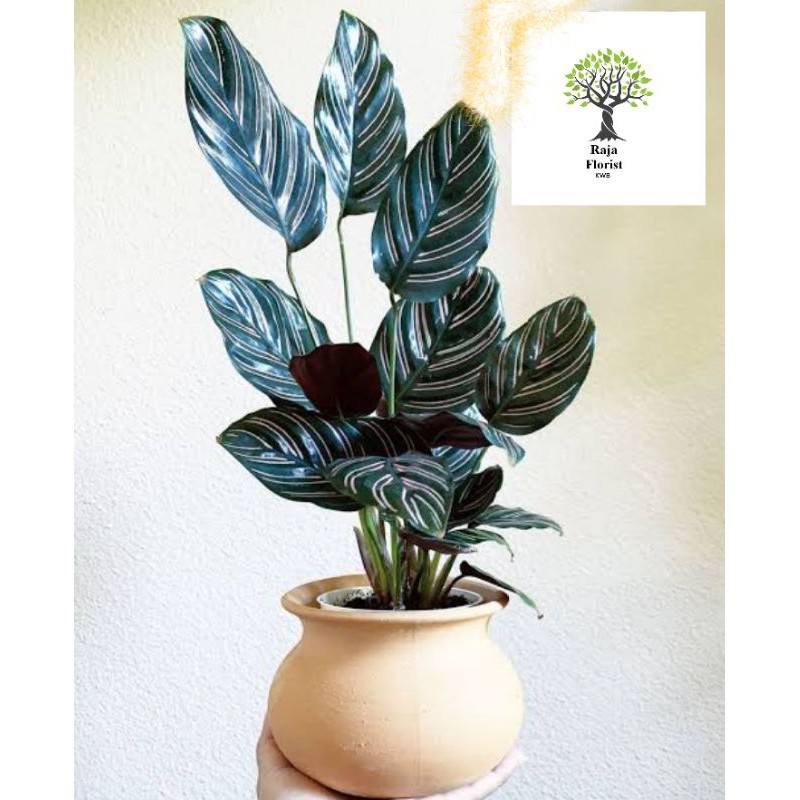 Calathea ornata pink