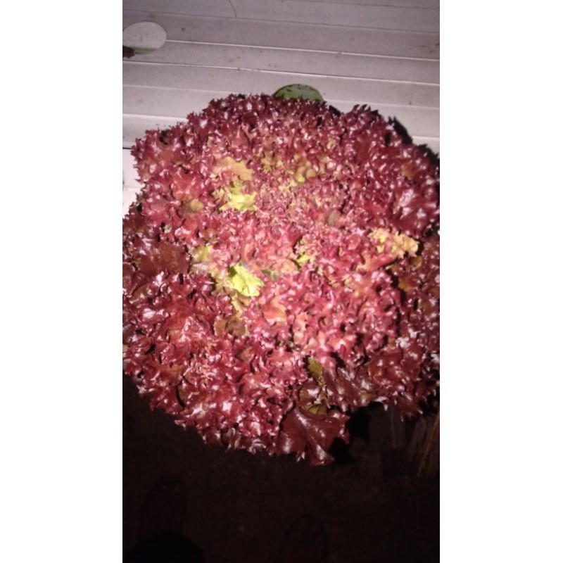 

salada merah