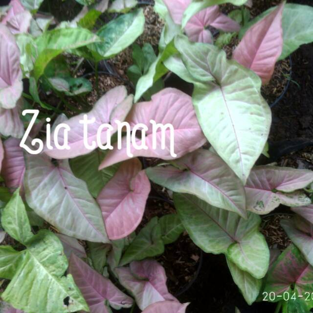 Tanaman hias singonium daun pink