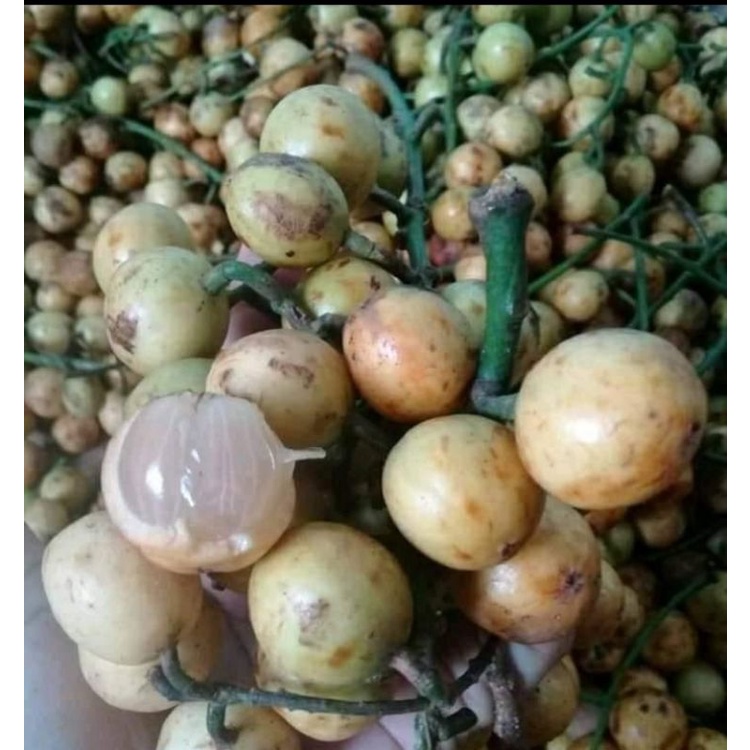 

BUAH MENTENG/BENCOY PUTIH 1kg