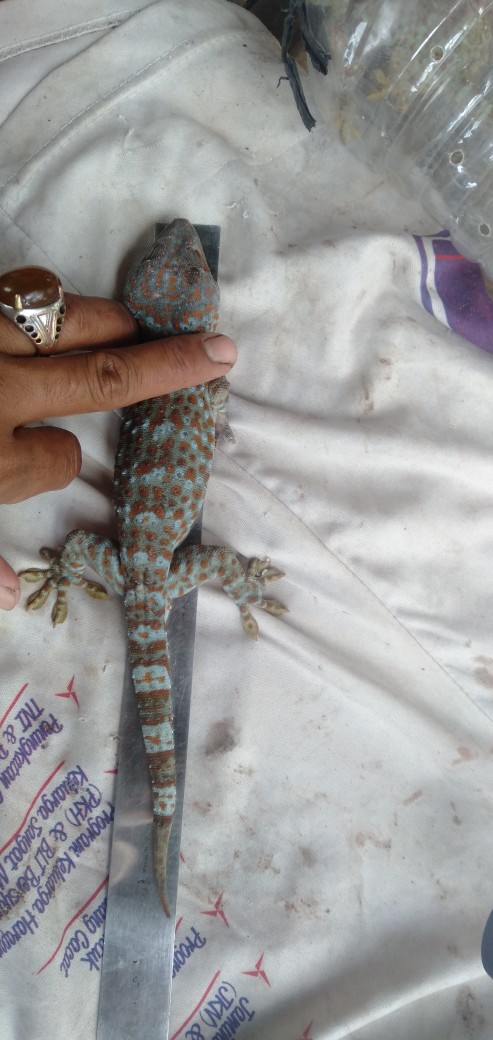 Rylay / Rilay 12v 80am