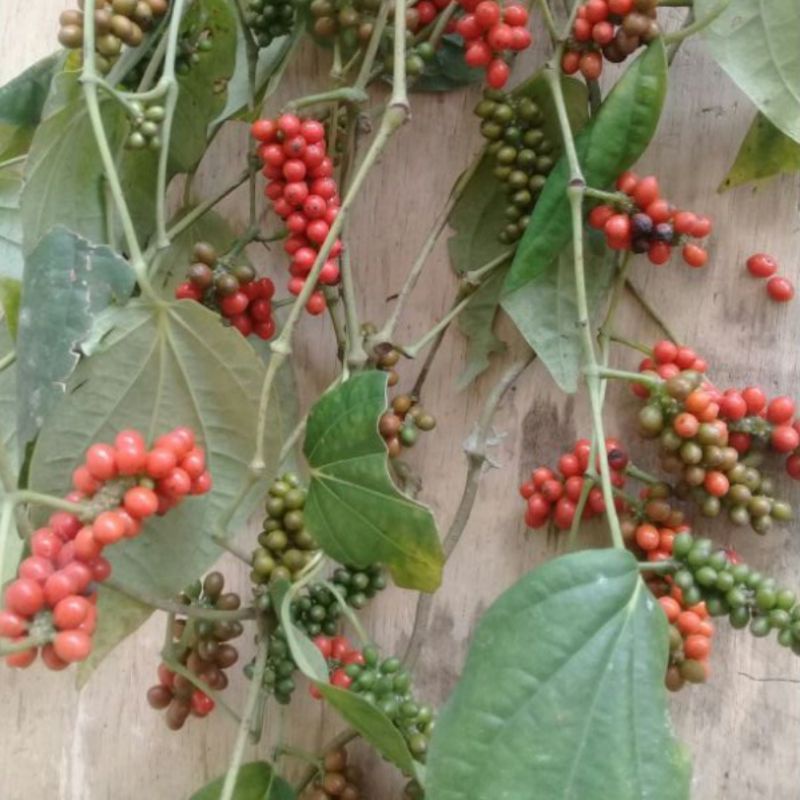 

Buah Kumukus Ladah Hutan segar murah