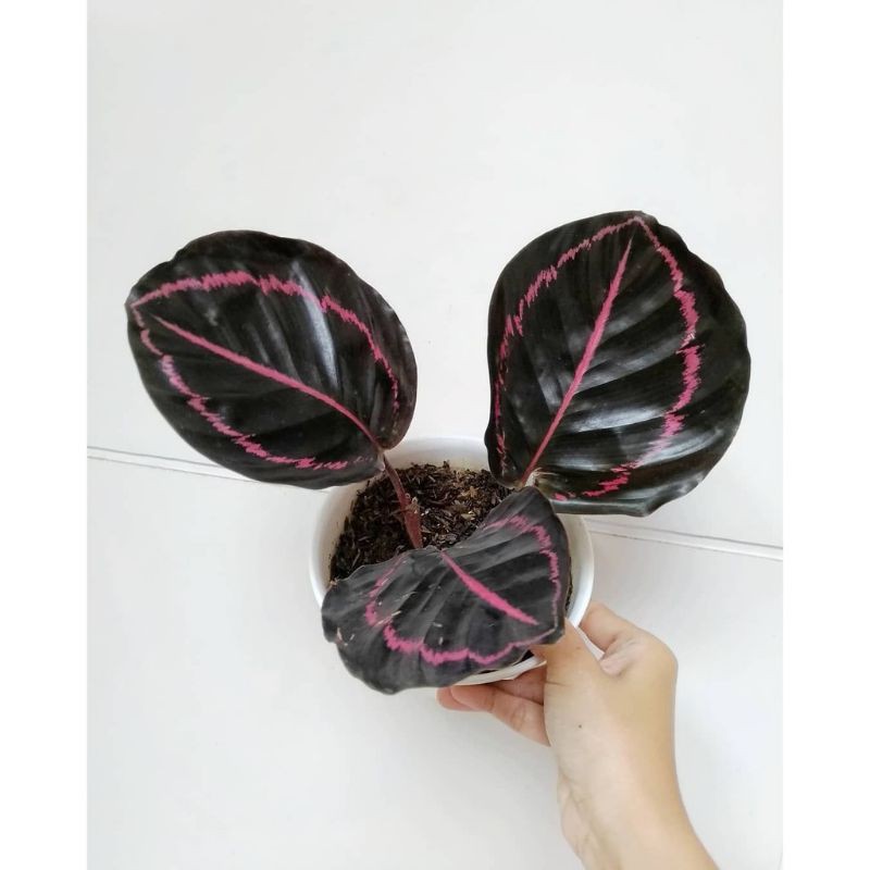 tanaman hias calathea black lipstik - pohon calathea black lipstik - calathea black lipstik