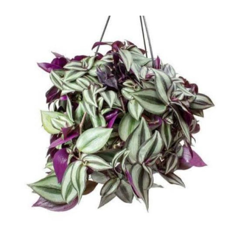 Tanaman Gantung Zebrina_Tradescantia Zebrina