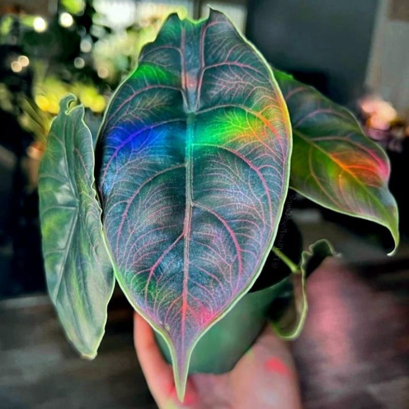 Umbi Alocasia Rainbow