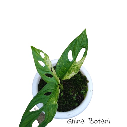 Tanaman Hias Monstera Janda Bolong Varigata Asli / Monstera Adansoni Variegata