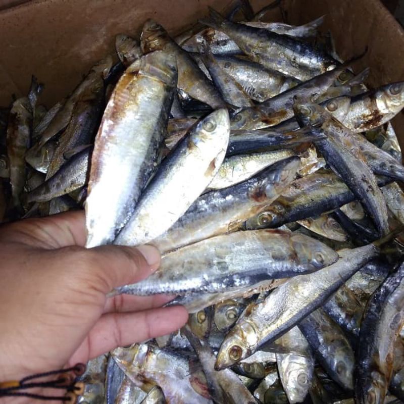

Ikan Asin Tanjan 1kg