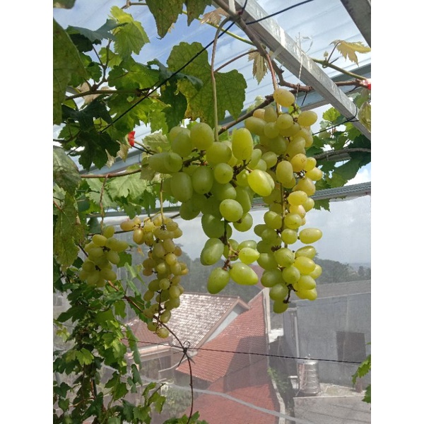 entres anggur import