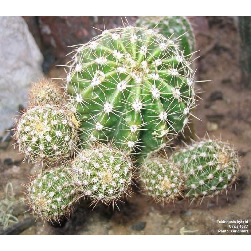 Tanaman hias bunga kaktus suculen bulat berduri merah (Echinopsia Oxygenia)