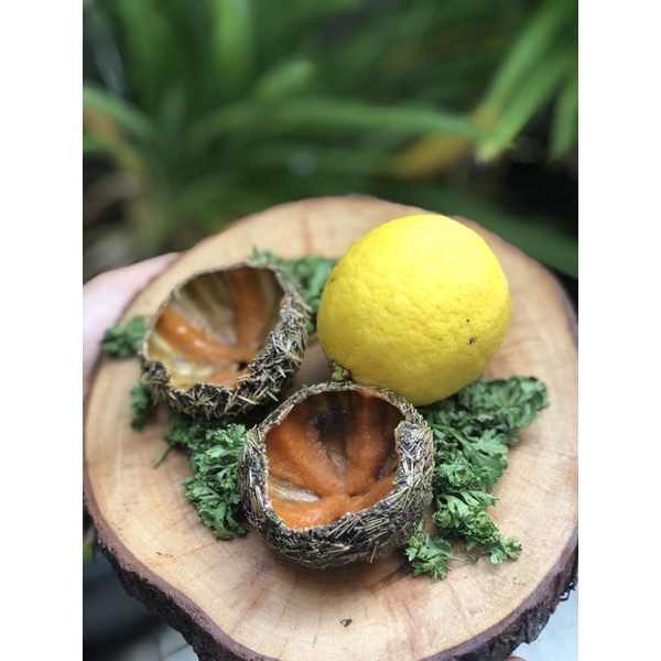 Uni Sea Urchin Indonesia Landak laut