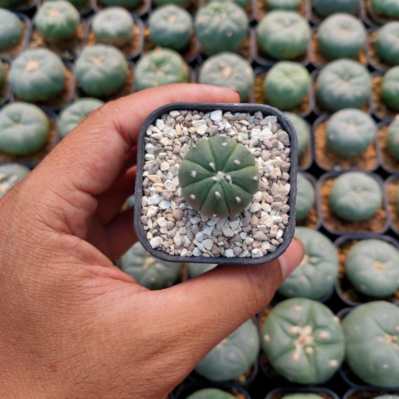 Astrophytum asterias nudum