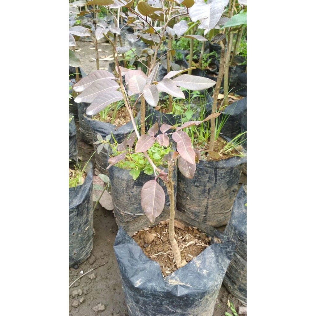 Bibit Buah Kelengkeng Merah Ruby Longan
