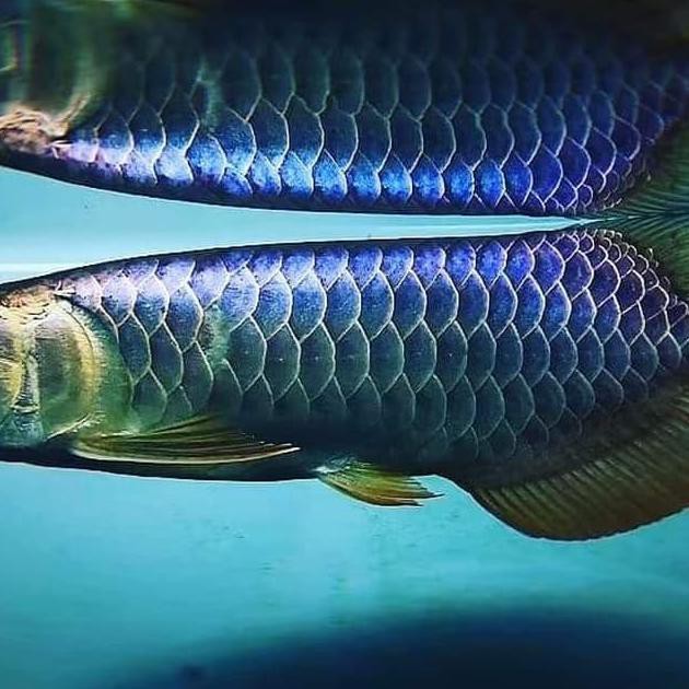 Ikan Arwana Biru 