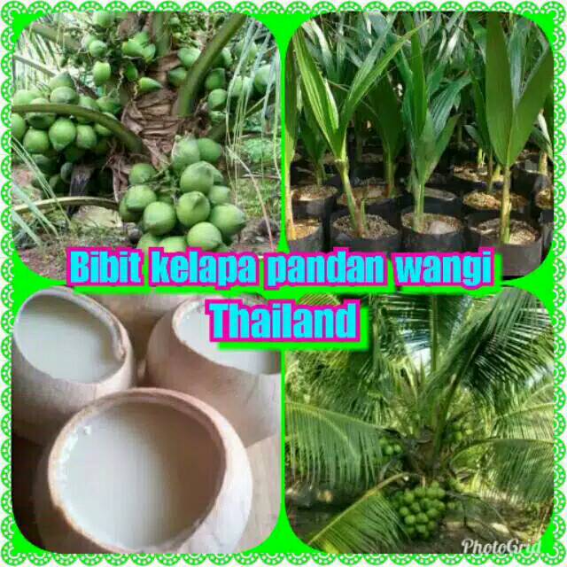 Paket 2 Bibit Kelapa Pandan Wangi Thailand Agro Wisatani