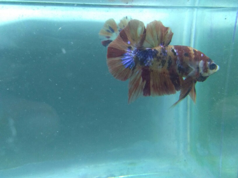 Glowlight Tetra Neon Api