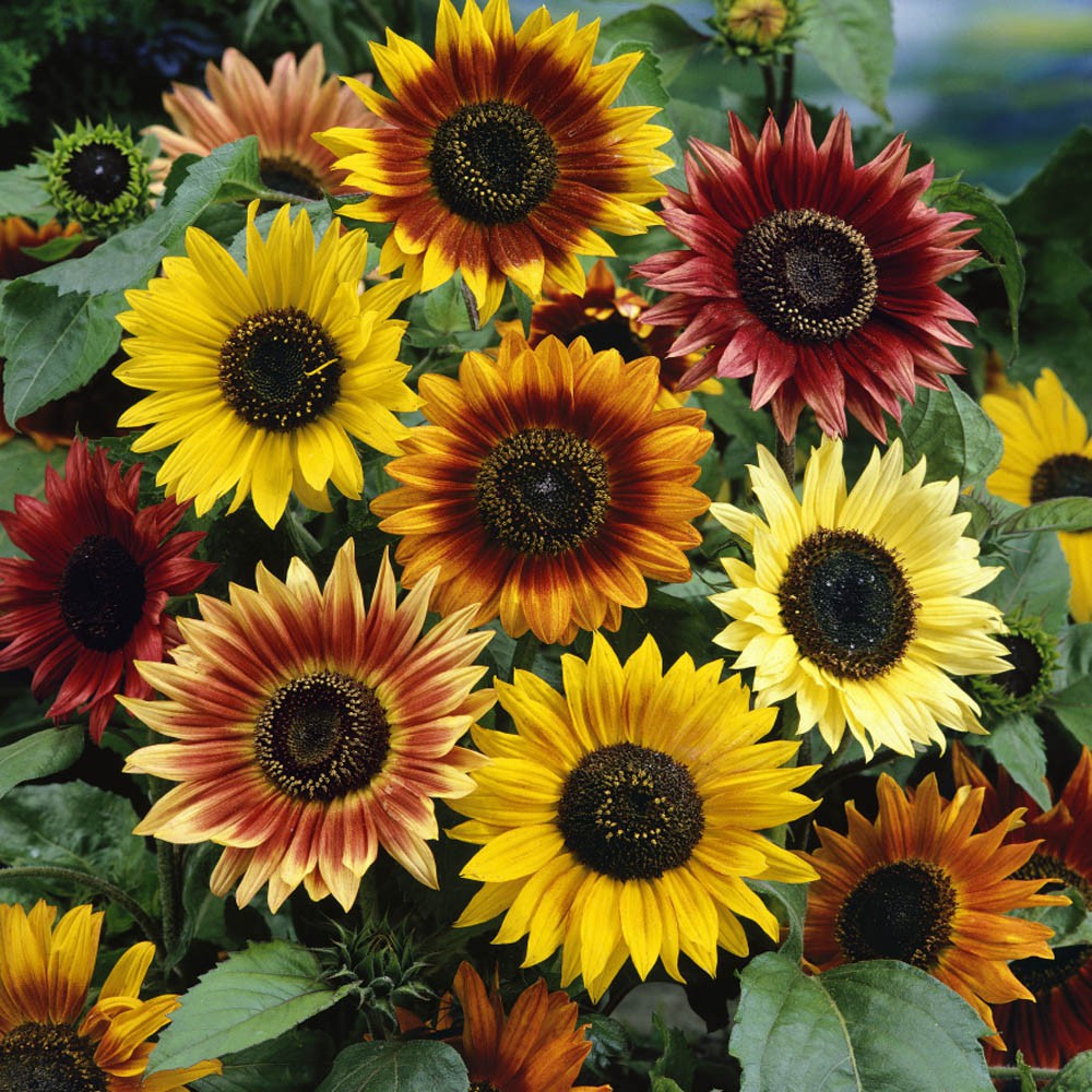 PlantaSeed - 10 Seeds - Autumn Beauty Sunflower Biji Bunga - PAS0213