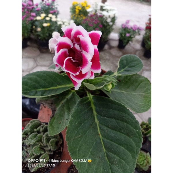 Gloxinia Rimbun (rimbun)