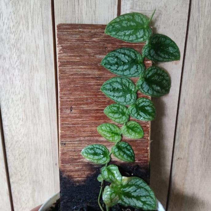 Tanaman Hias Monstera Dubia