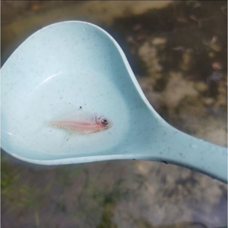 ikan hias albino tetra aquascape