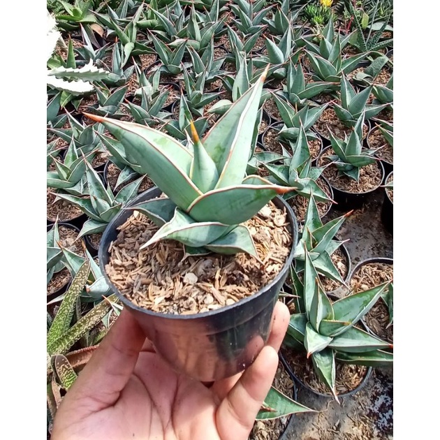 Sansevieria pinguicula - pinguin