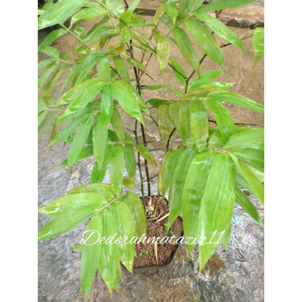 Bambu Hias, Bambu Buta, Bambu Mini, bambu langka berduri