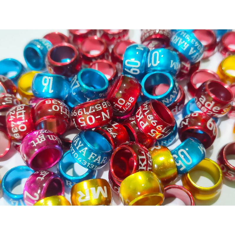 Ring  merpati piyik, merpati dewasa