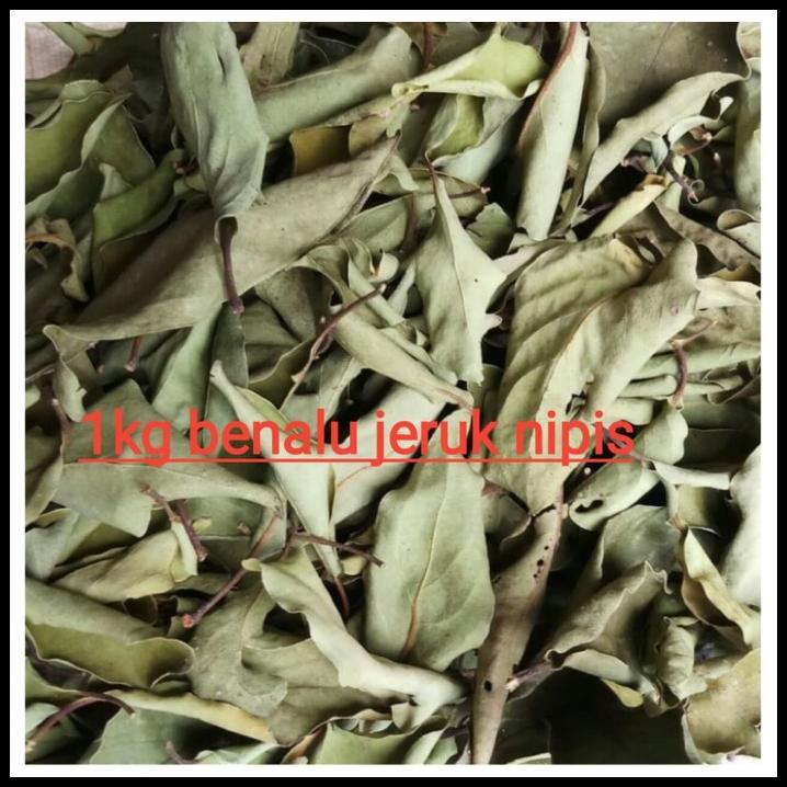 

Benalu Jeruk Nipis Kering Daun Dan Ranting 1 Kg