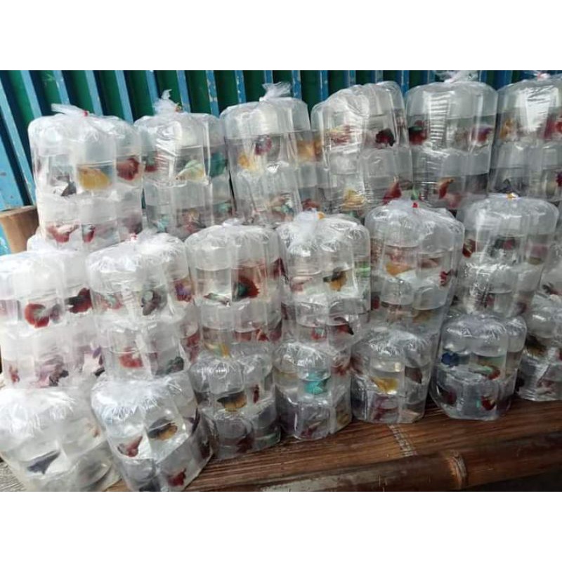 grosir cupang termuran