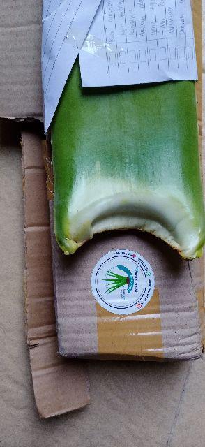 Sale! Pelepah Lidah Buaya Jumbo & Fresh 100% Organik (600-750gr)