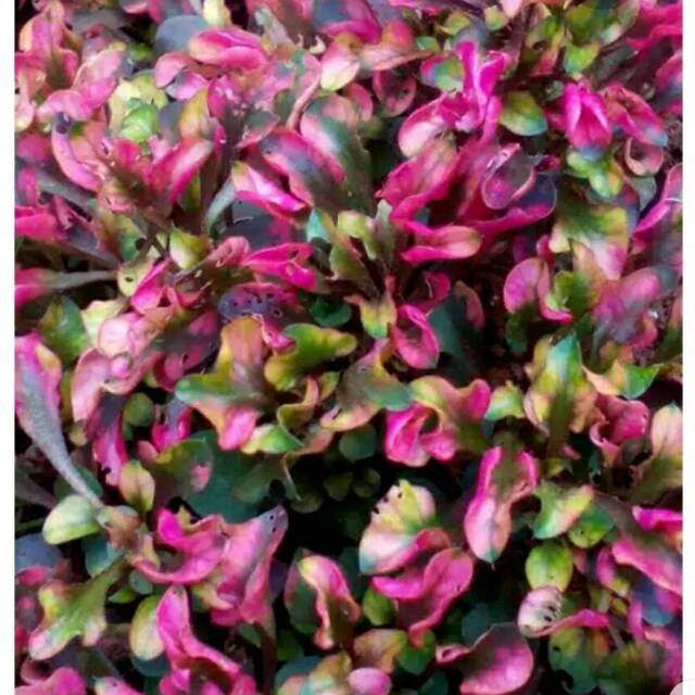 Tanaman Hias - Taman krokot merah