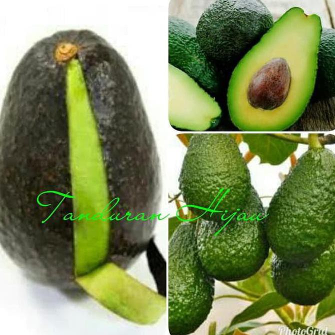 TERLARIS A1 BIBIT BUAH ALPUKAT HASS AUSTRALIA ASLI