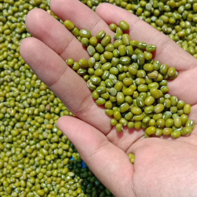 

KACANG HIJAU ORGANIK MUNG BEAN (LANGSUNG DARI PETANI)