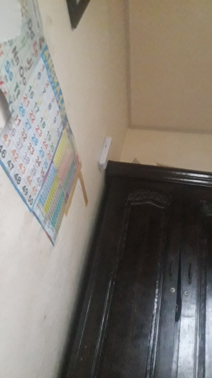 Tanaman Hias Indoor Mostera Epipremnum Pinatum/ekor Naga