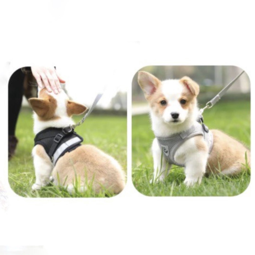 Harness Anjing Tali Tuntun Kucing Hewan Full Body Rompi Medium Leash Breathable FEZONE