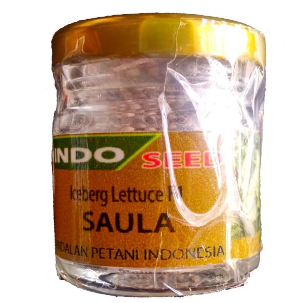 Enza Zaden -Saula Iceberg Lettuce F1 -Benih Head Lettuce Iceberg- 20 Gram