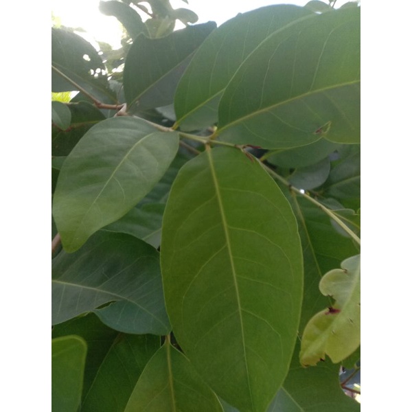 

Daun Salam Segar 100gr