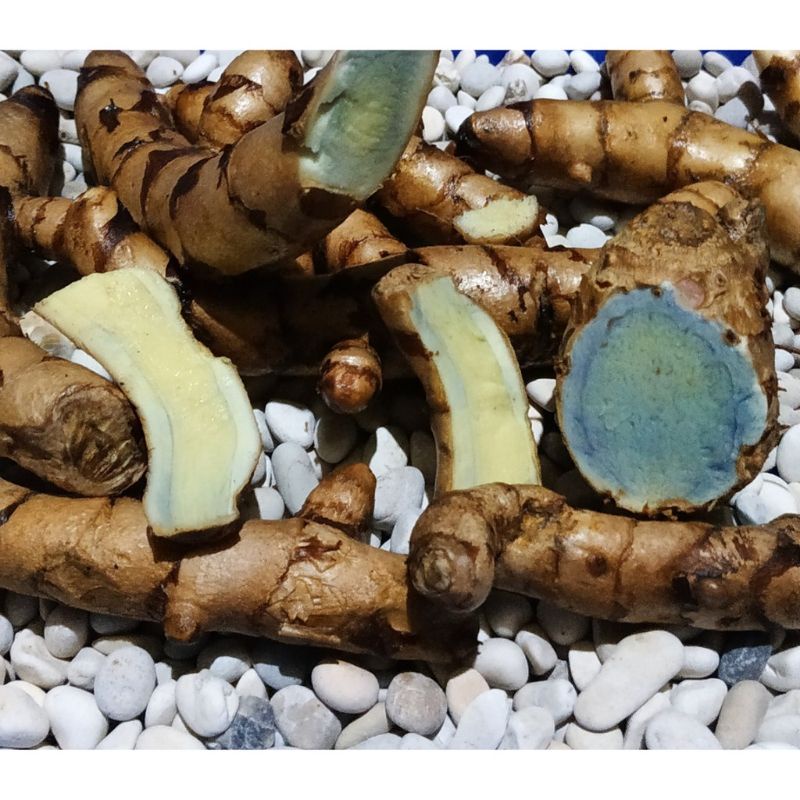 

ready temu ireng kunyit hitam segar 500gr