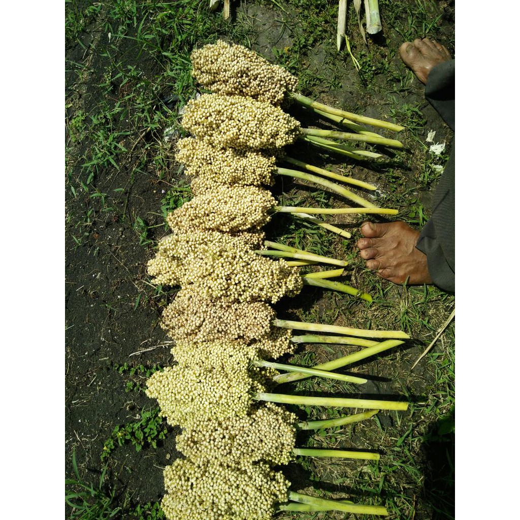 Numbu, Benih / Bibit Sorgum Varietas Numbu (kualitas terbaik)