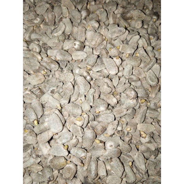 spora porang grade AB