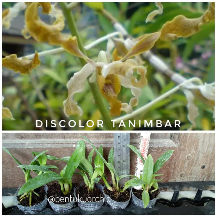 Seedling Dendrobium Discolor Tanimbar per pot / Anggrek Seedling