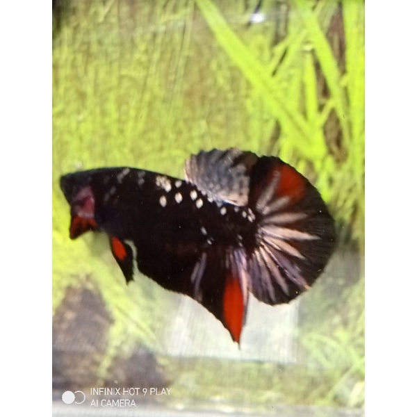 Ikan cupang Avatar Cooper Gold Size S+ good quality