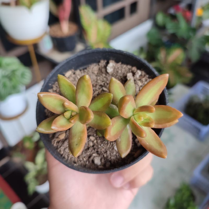 Sukulen sedum nussbaumerianum/sedum adolphii firestorm