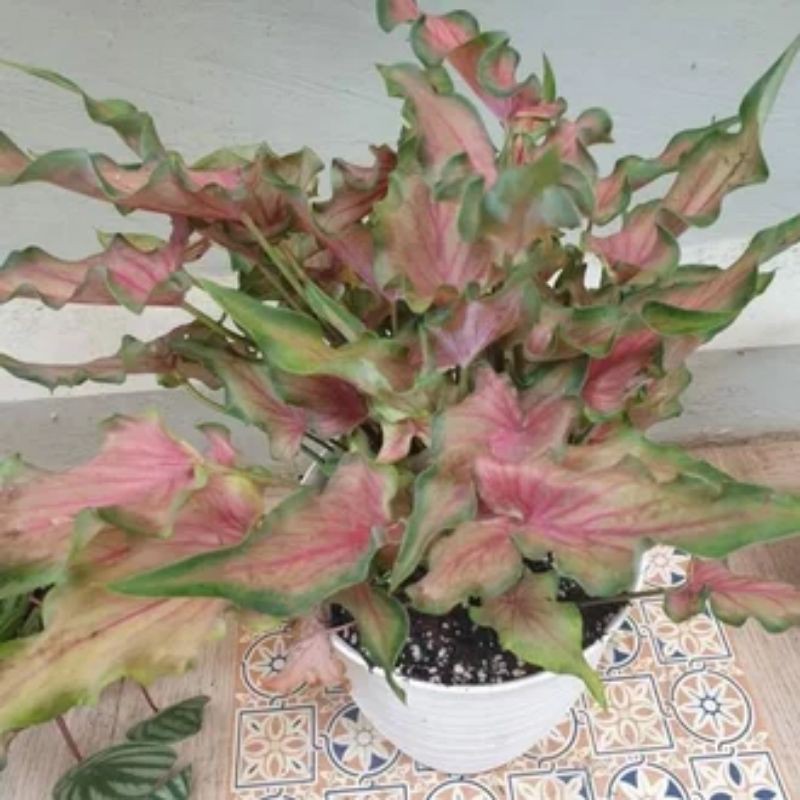 Tanaman hias keladi keris pink merah