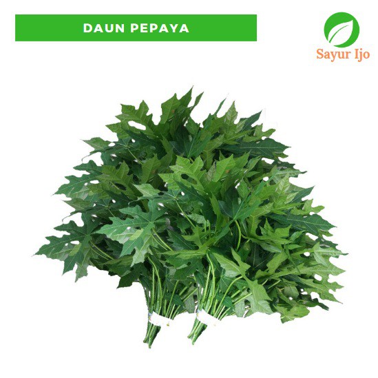 

Daun Pepaya Muda 480 - 500 Gram Fresh Young Papaya Leaf Sayur Hijau Segar